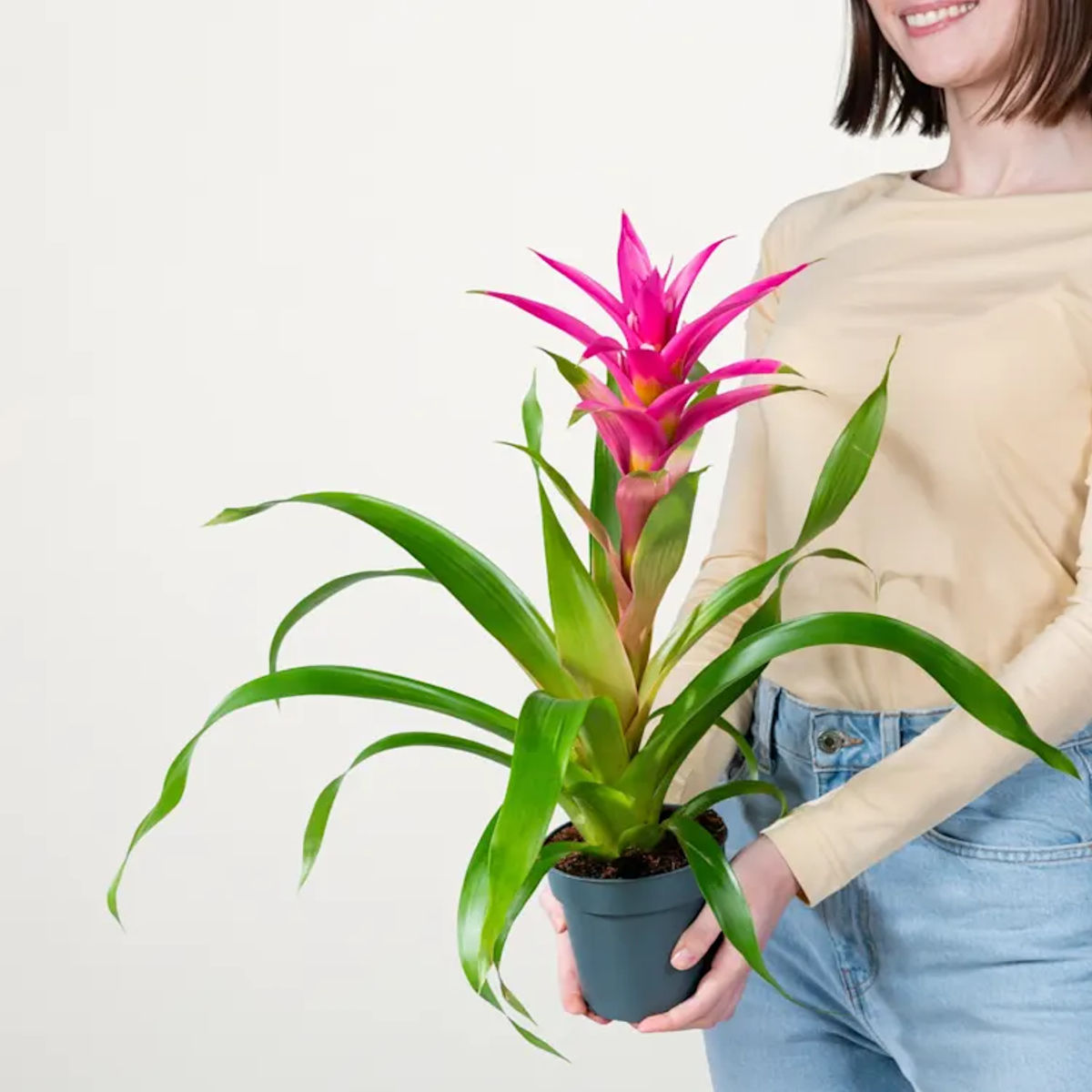 Bromelia mix, Planta interior, H 40 cm - imagine 2