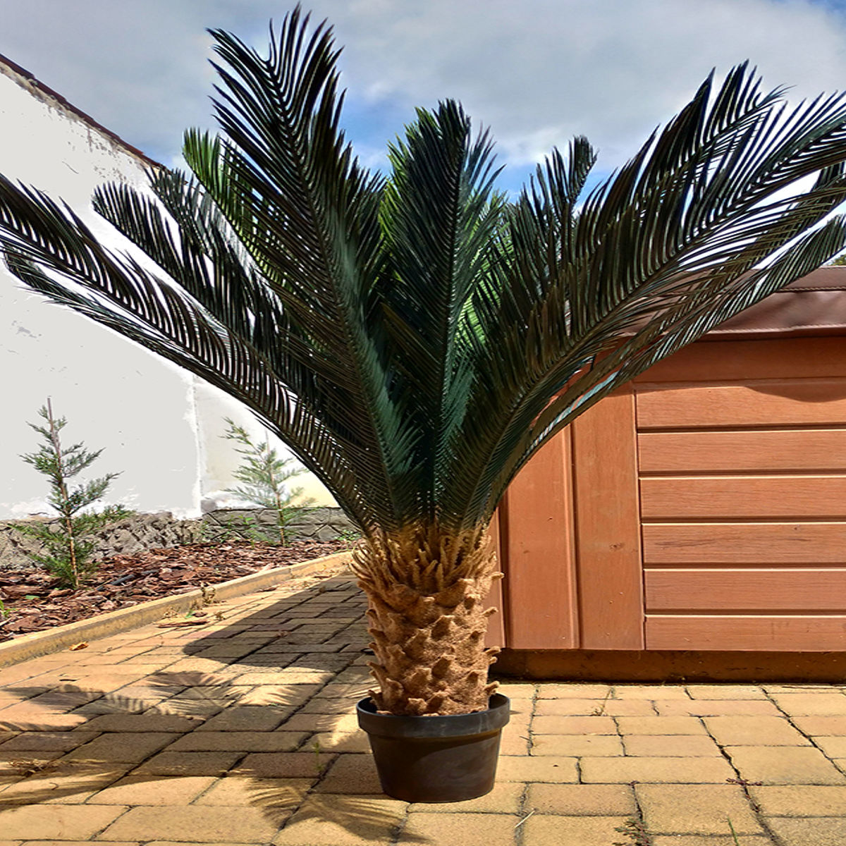 Planta naturala Cycas Dixiestore, H 40-60CM - imagine 3