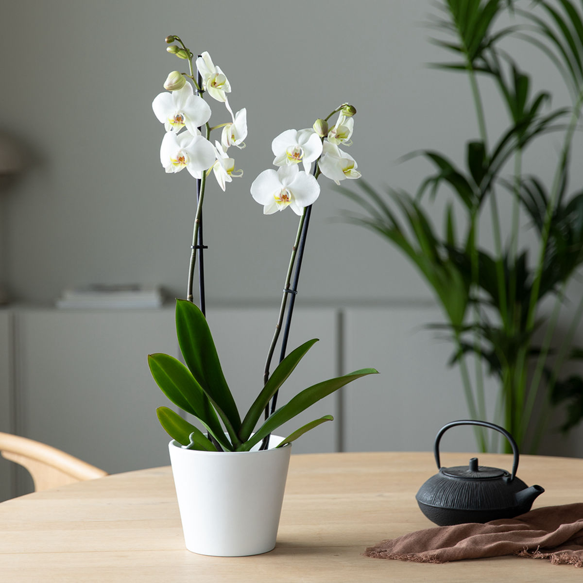Orhidee Phalaenopsis Alb, H 50-60cm - imagine 4