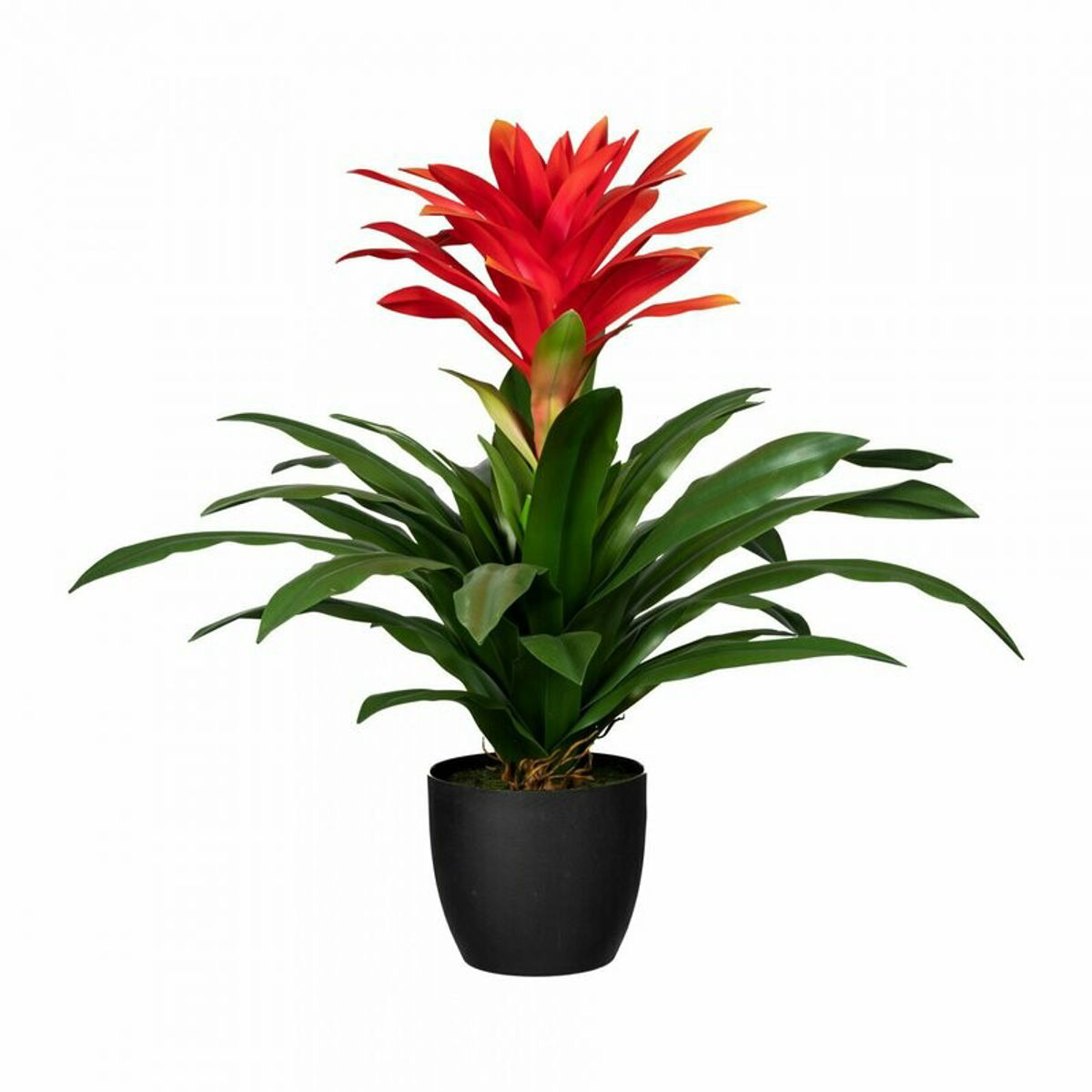 Bromelia mix