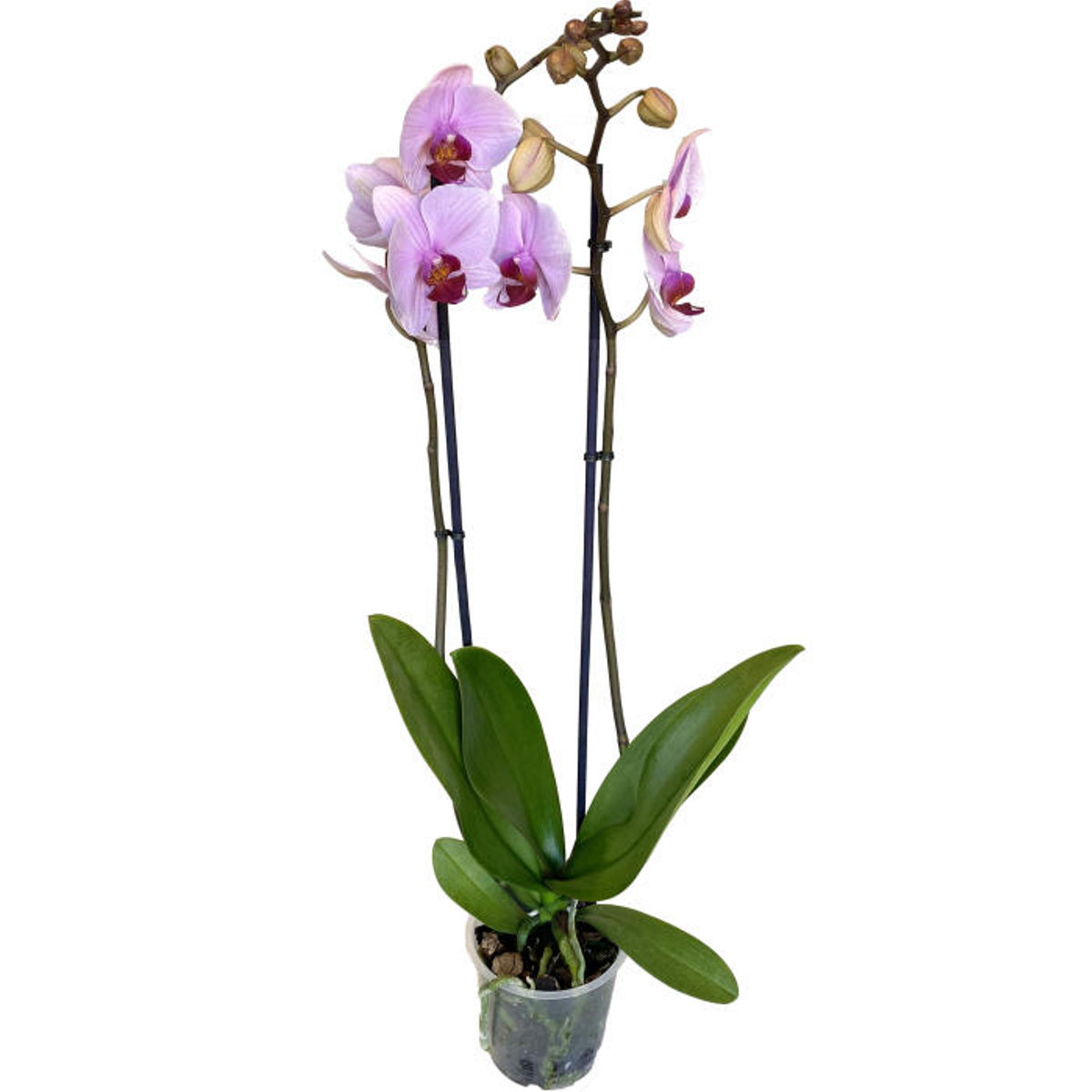 Orhidee Phalaenopsis