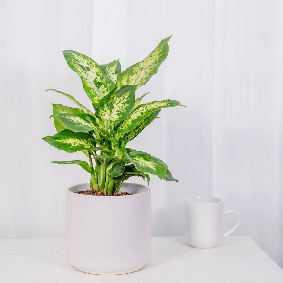 Planta naturala Dieffenbachia Camilla, 30 cm - imagine 2