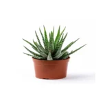 Planta naturală
