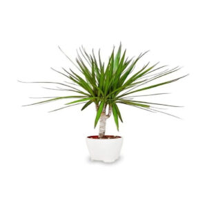 Dracaena marginata