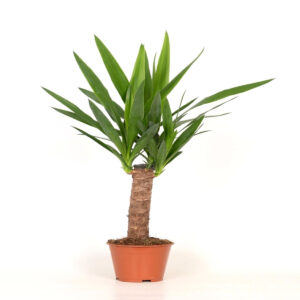 Planta Yucca