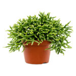 Planta naturala