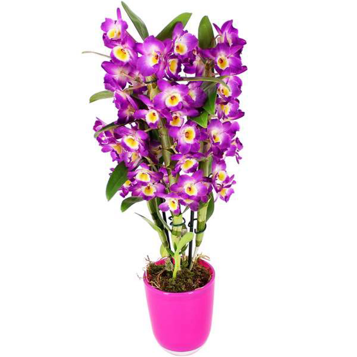 Orhidee Dendrobium Nobile naturala, culoaare roz cu alb, H 40-50 cm - imagine 2