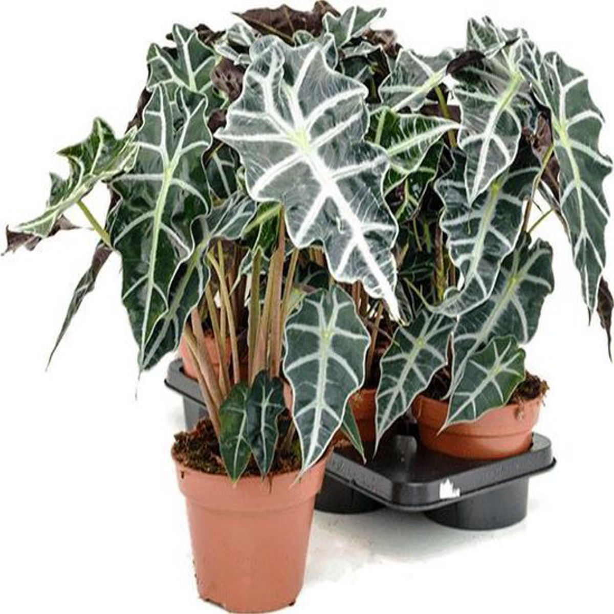 Planta Alocasia polly, Urechea elefantului, H 40cm - imagine 4