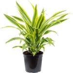 Dracaena Dragon