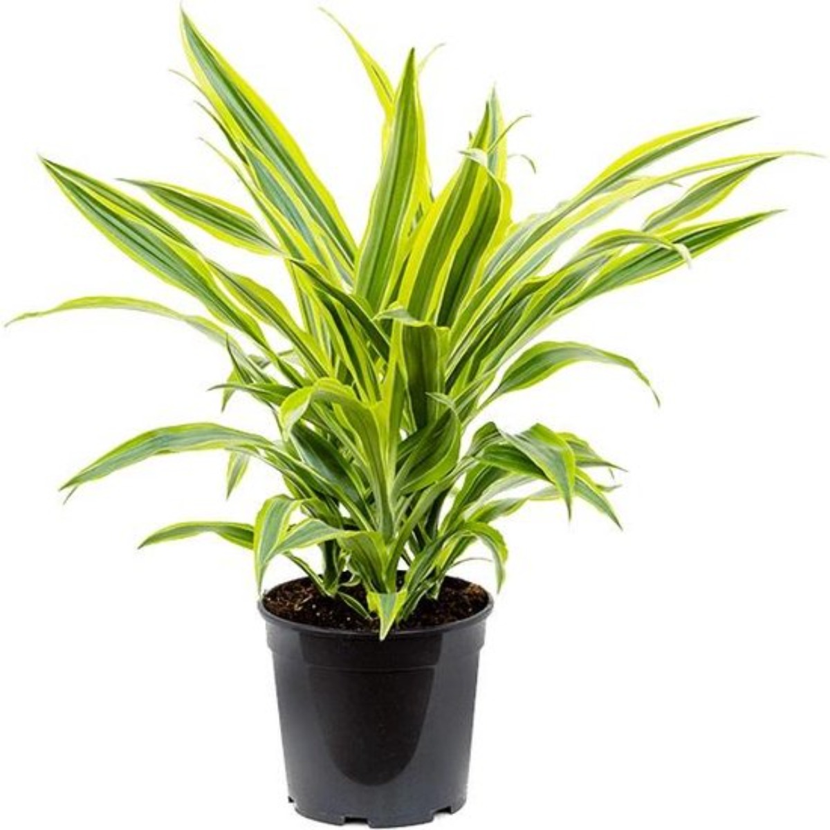 Dracaena Dragon