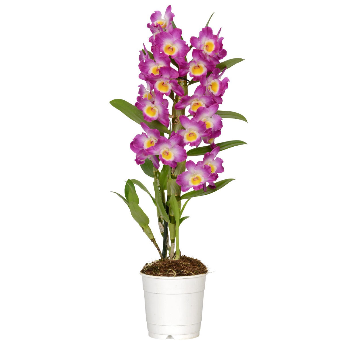 Orhidee Dendrobium Nobile naturala, culoaare roz cu alb, H 40-50 cm - imagine 4