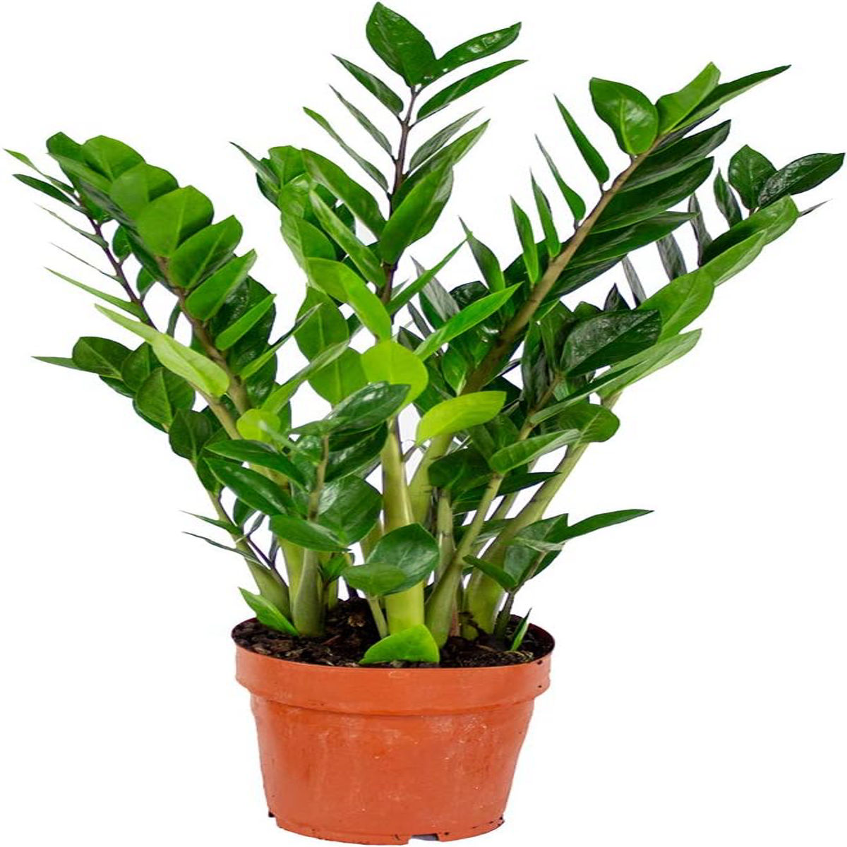 Planta Zamioculcas