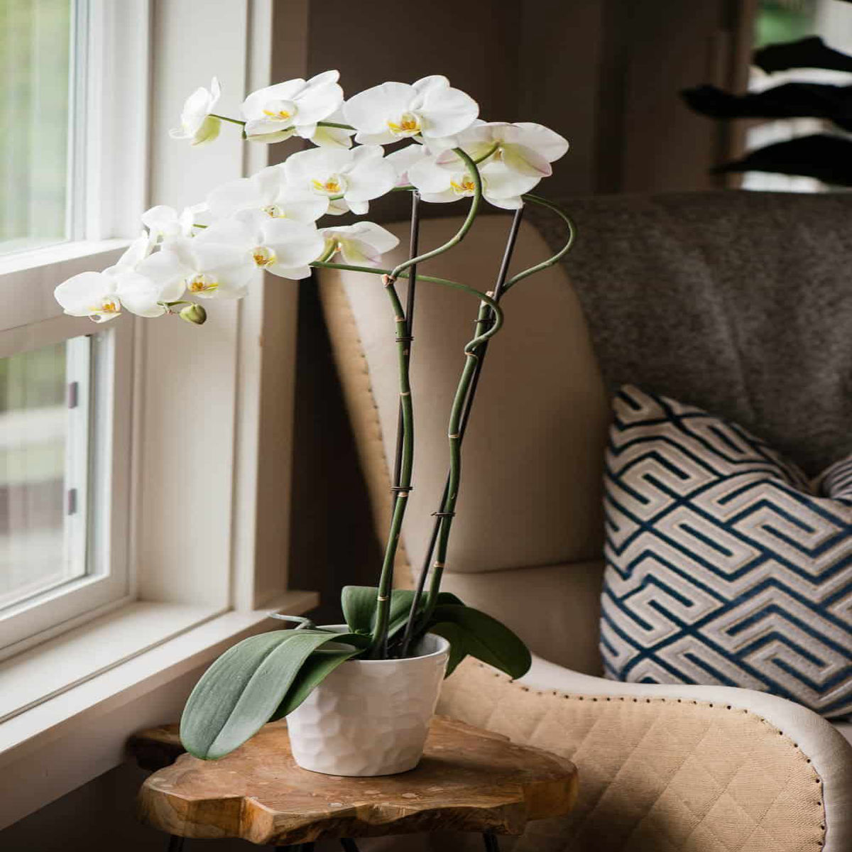 Orhidee Phalaenopsis Alb, H 50-60cm - imagine 3