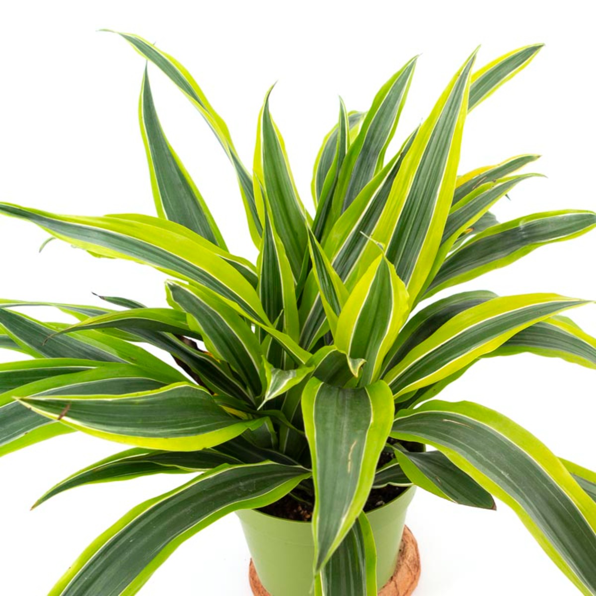 Dracaena dragon mix, H 40cm - imagine 3