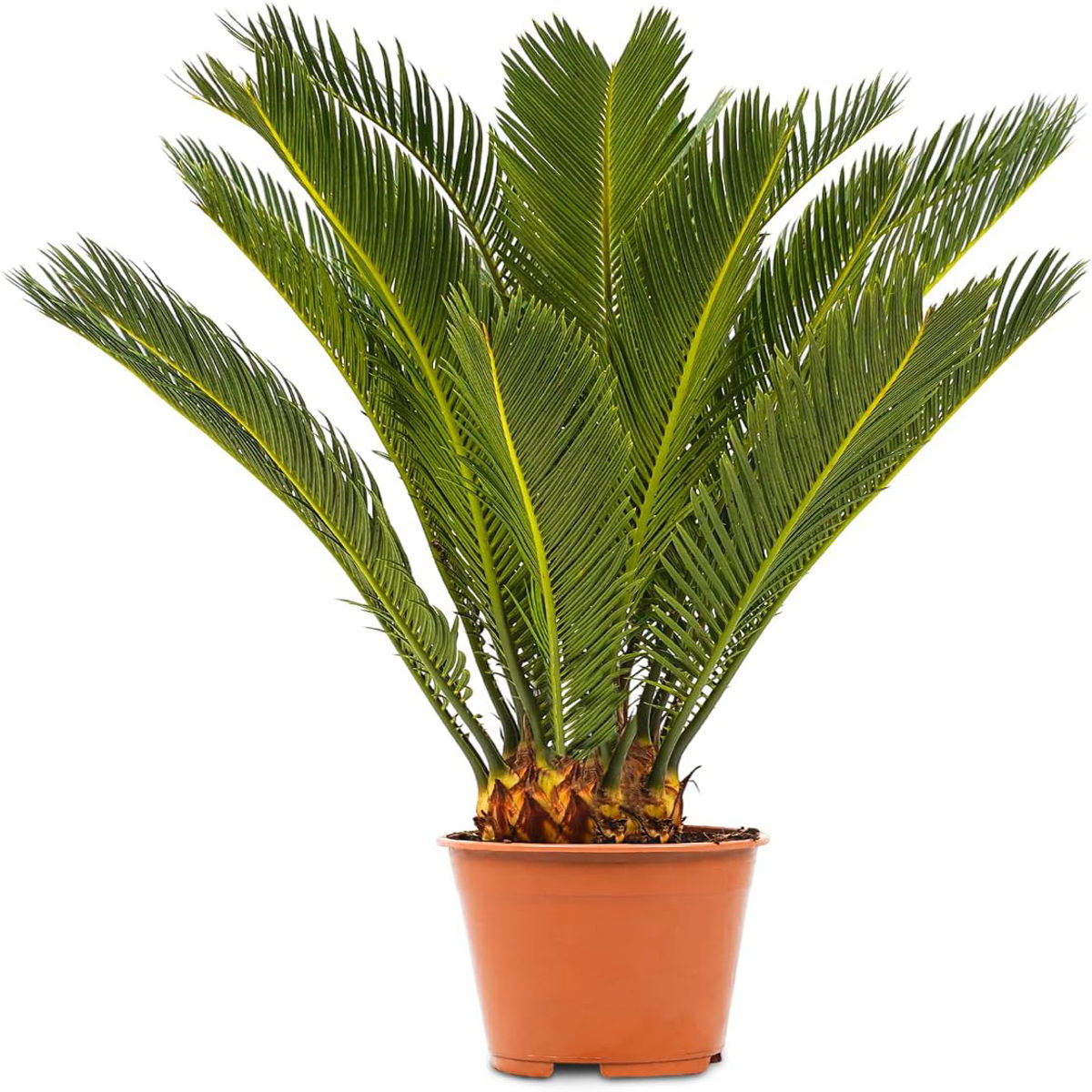 Planta naturala