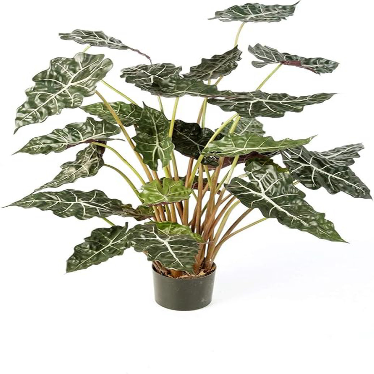 Planta Alocasia polly, Urechea elefantului, H 40cm - imagine 6