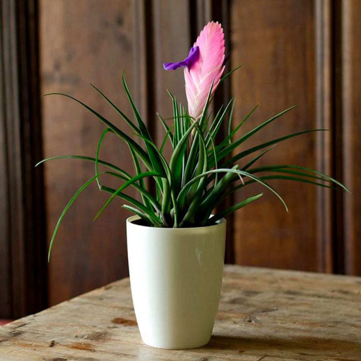 Tillandsia cyanea, planta naturala flori mov-violet, H 30cm - imagine 5