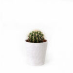 Planta Cactus