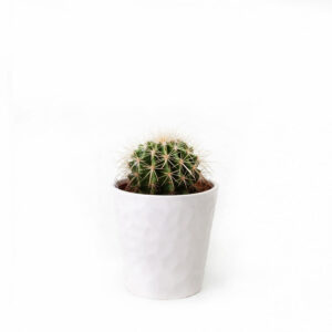 Planta Cactus