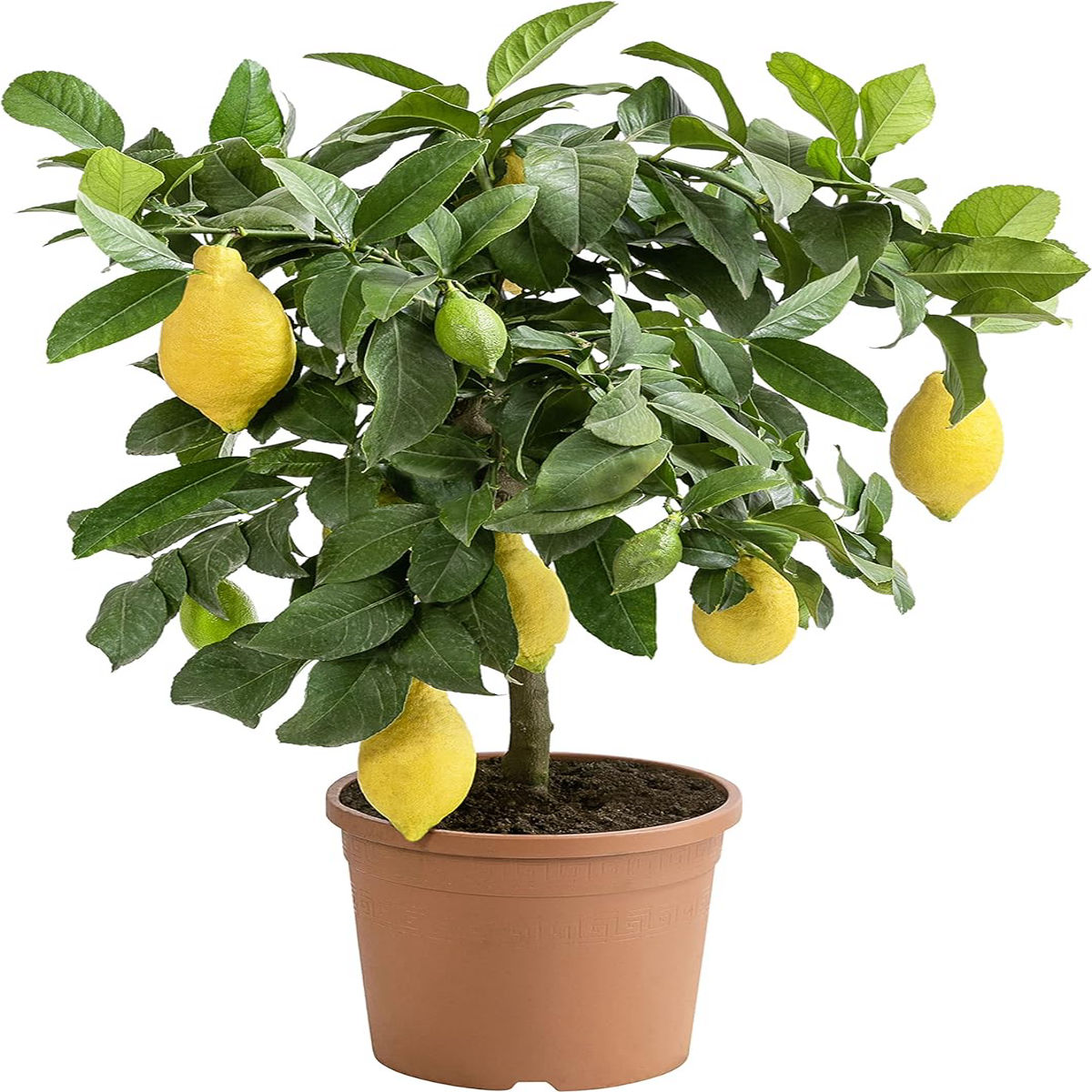 Lamai Citrus Lemon, ghiveci 5 L, H 60-80 cm - imagine 4