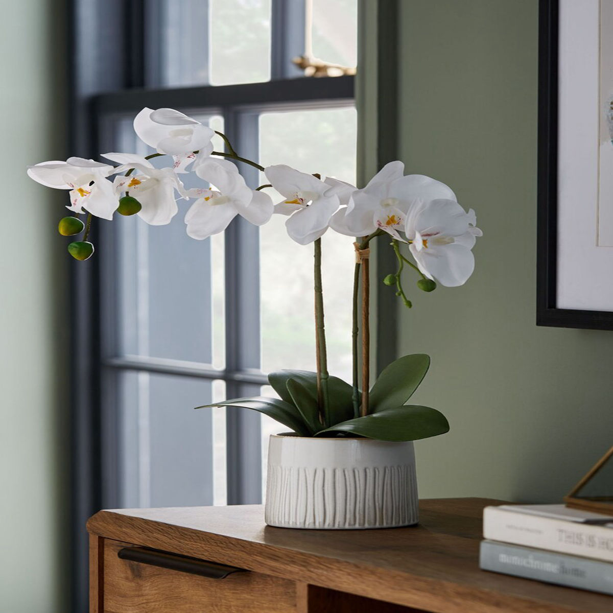 Orhidee Phalaenopsis Alb, H 50-60cm - imagine 2