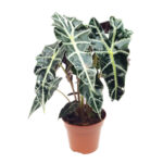 Planta Alocasia