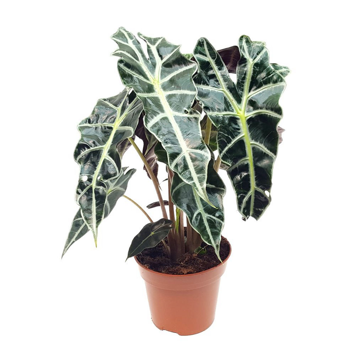 Planta Alocasia