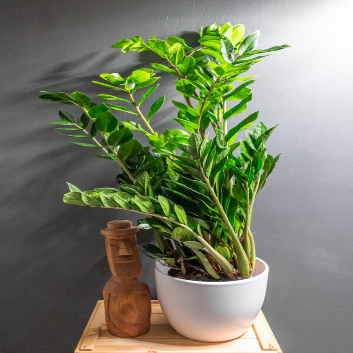 Planta Zamioculcas zamiifolia planta dinozaur,H 50cm - imagine 3