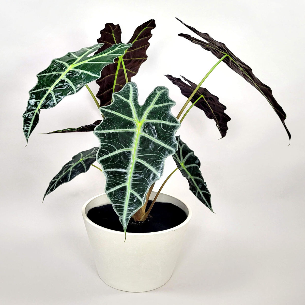 Planta Alocasia