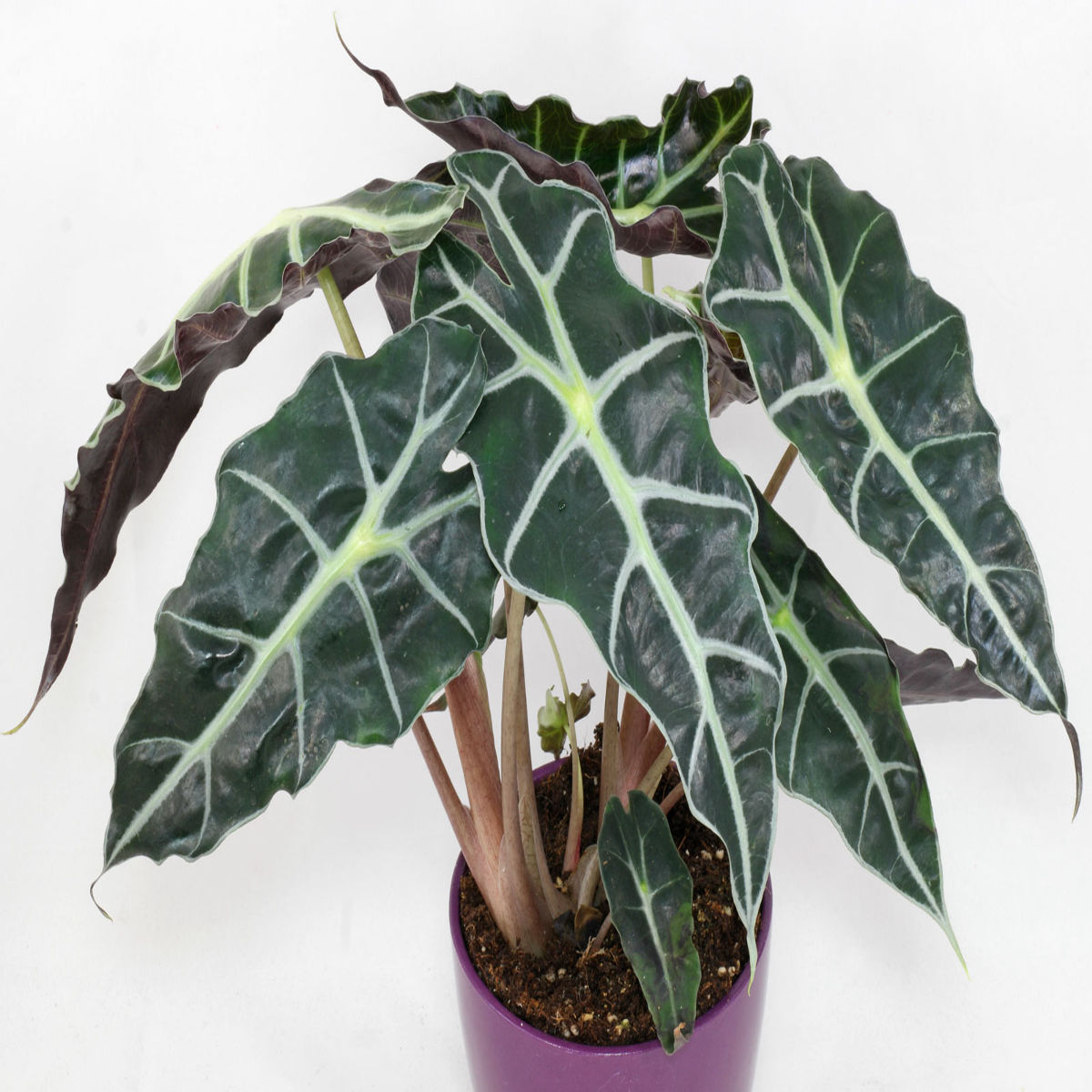 Planta Alocasia polly, Urechea elefantului, H 40cm - imagine 2