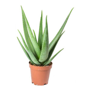 Planta Aloe
