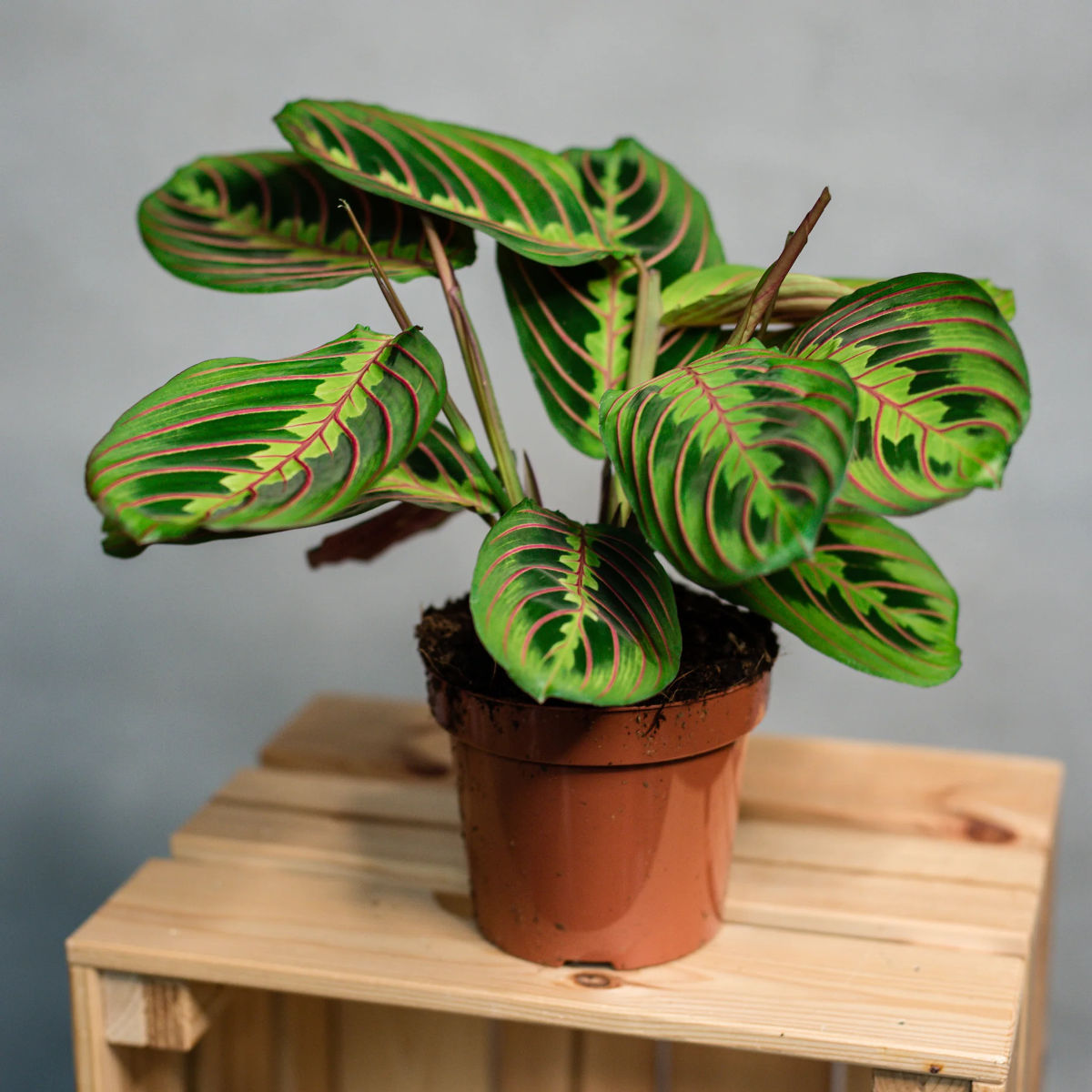 Maranta leuconeura, Planta Rugăciunii H 40cm - imagine 3