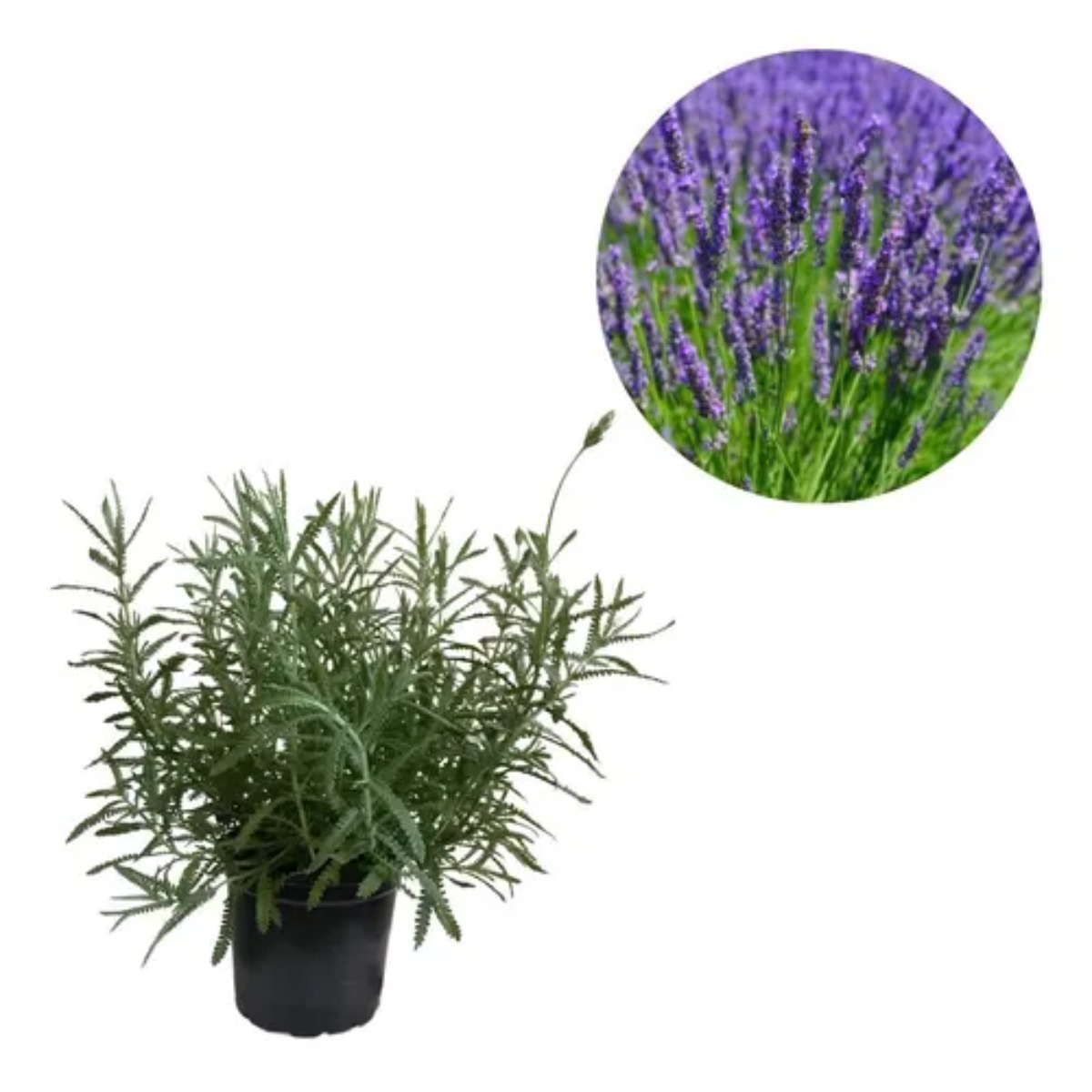 Lavanda parfumata si decorativa, H 40 cm - imagine 3