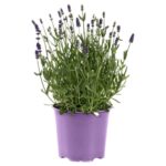 Lavanda
