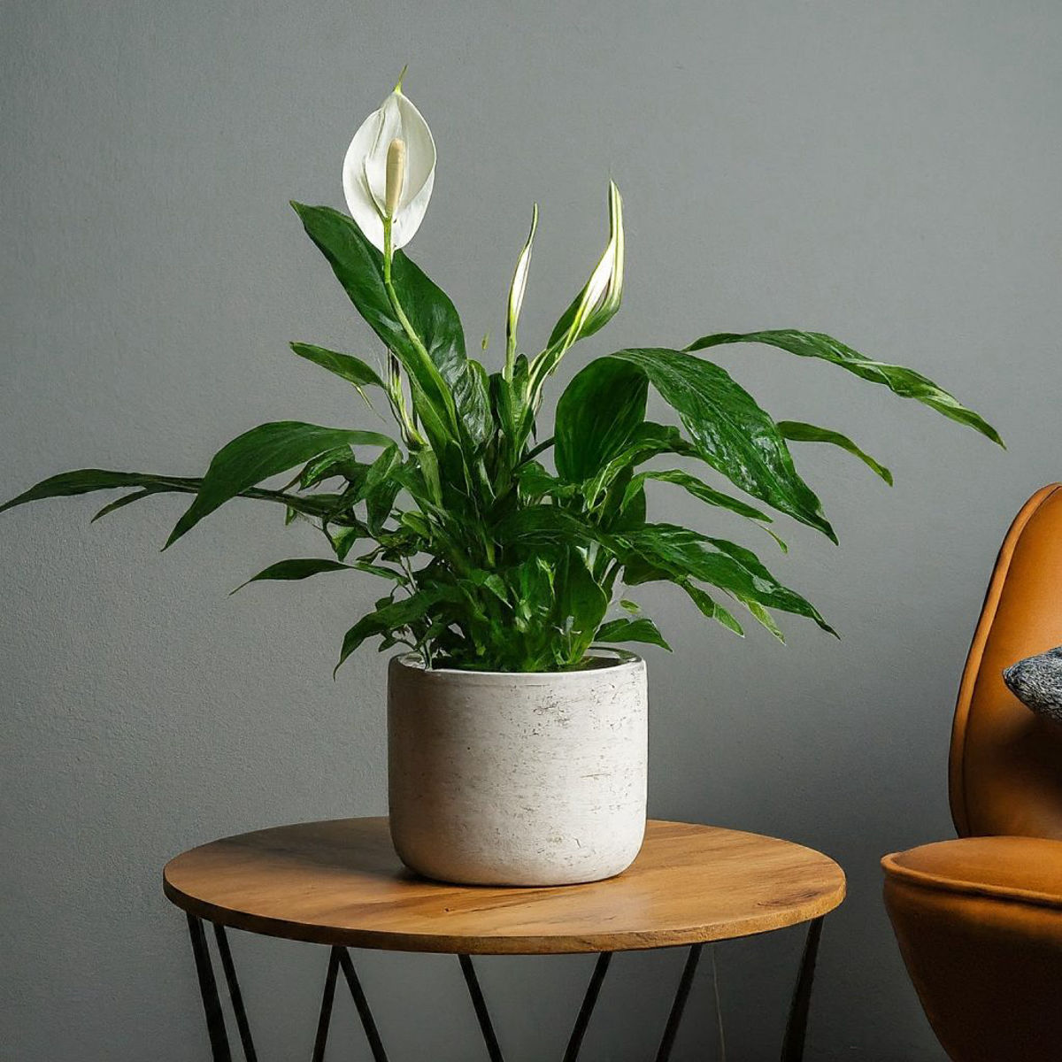 Crinul Pacii, Spathiphyllum natural, H50 cm - imagine 3