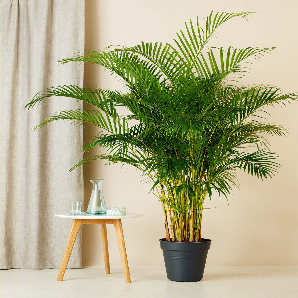 Palmier Dypsis Lutescens, Plantă de Interior, H 110–120 cm - imagine 3
