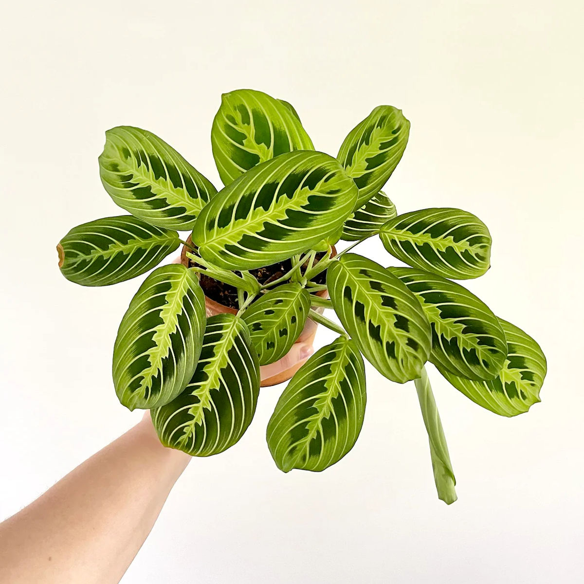 Maranta leuconeura, Planta Rugăciunii H 40cm - imagine 2