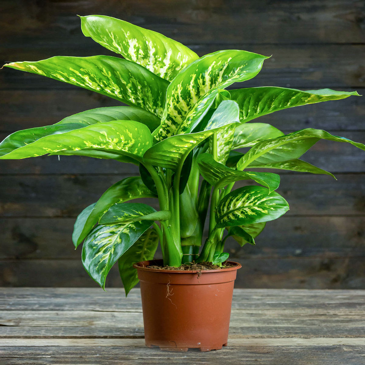 Planta naturala Dieffenbachia Camilla, 30 cm - imagine 3