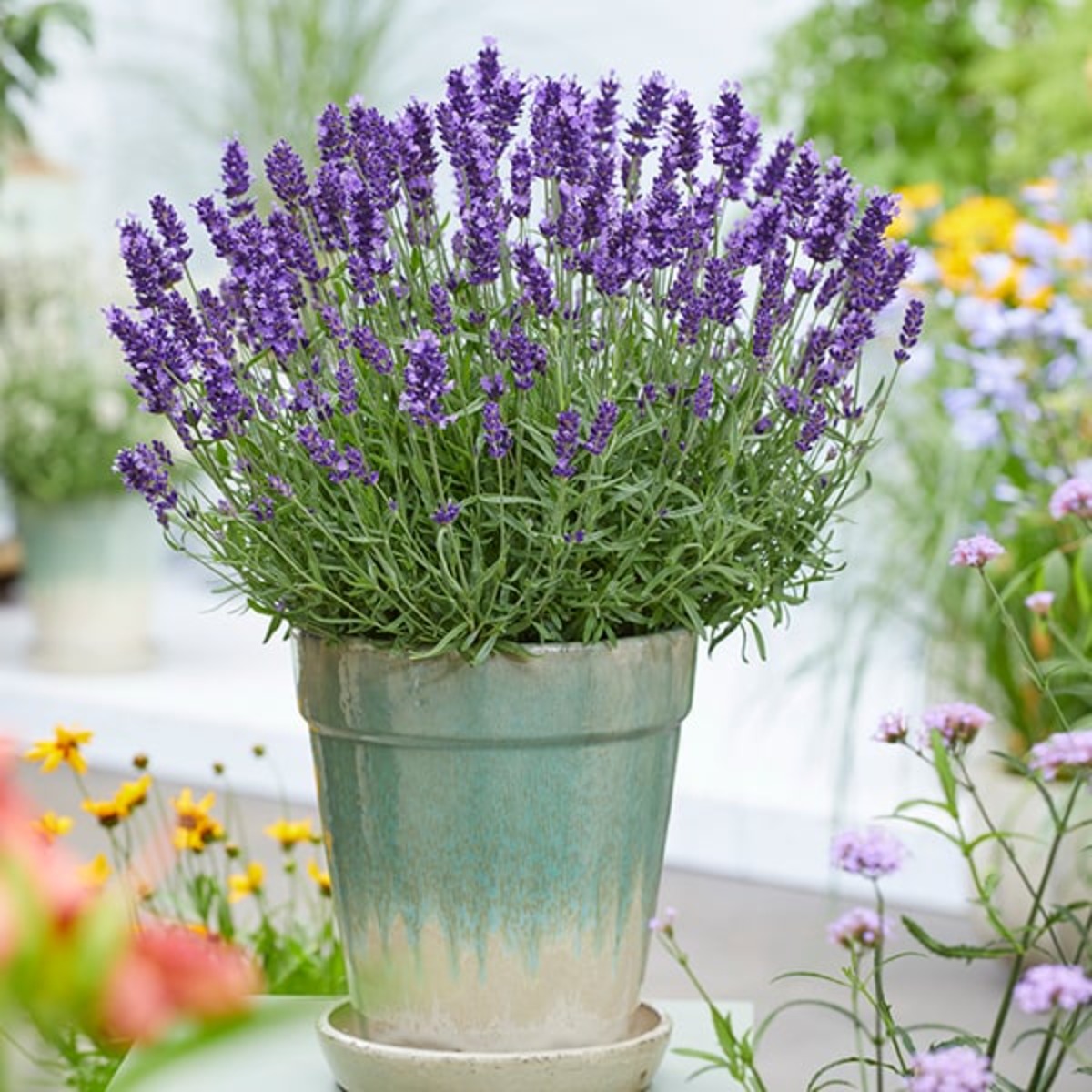 Lavanda parfumata si decorativa, H 40 cm - imagine 2