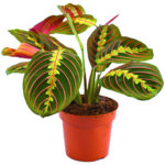Maranta leuconeura