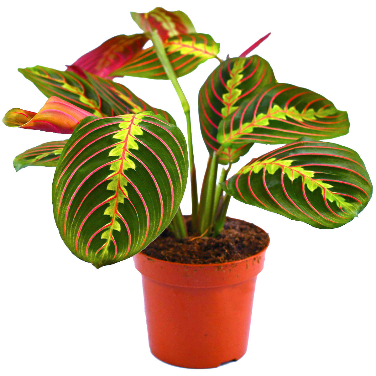 Maranta leuconeura