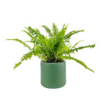 Planta naturala