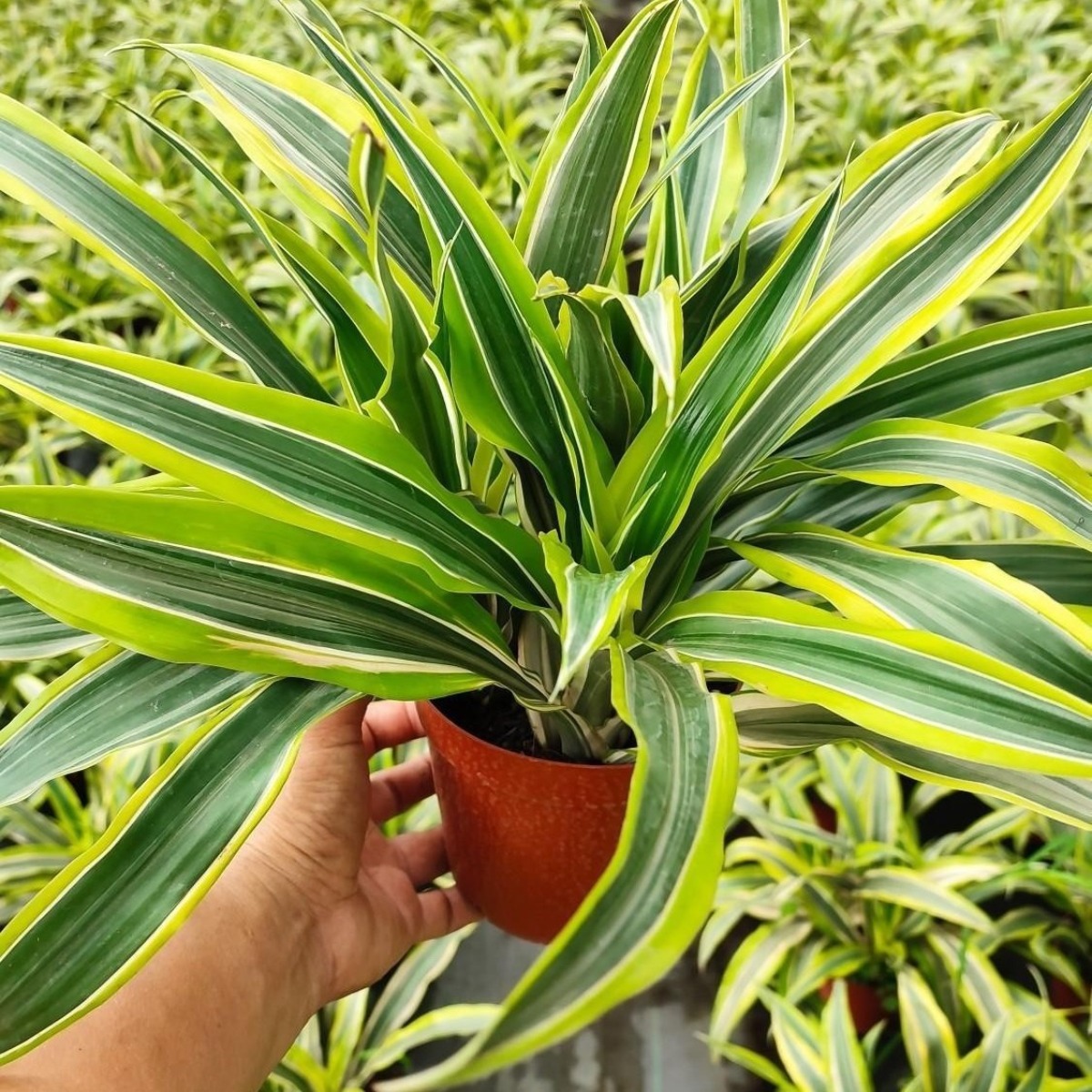 Dracaena dragon mix, H 40cm - imagine 2