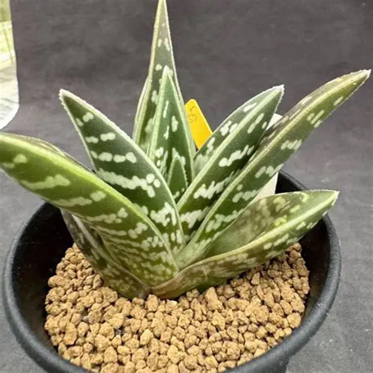 Suculenta Limba Boului, Gasteria carinata, H 20cm - imagine 2