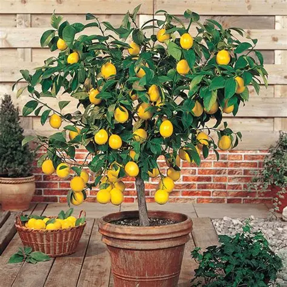 Lamai Citrus Lemon, ghiveci 5 L, H 60-80 cm - imagine 2