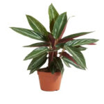 Planta naturala