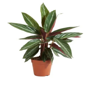 Planta naturala