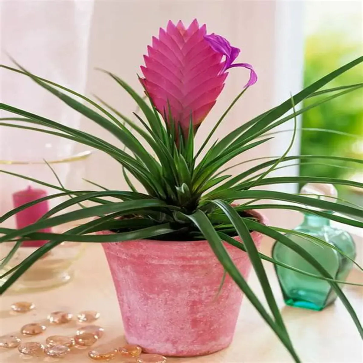 Tillandsia cyanea, planta naturala flori mov-violet, H 30cm - imagine 3