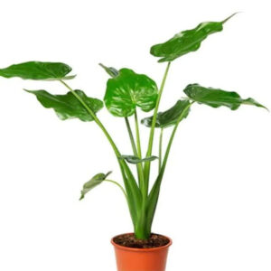 Planta Alocasia