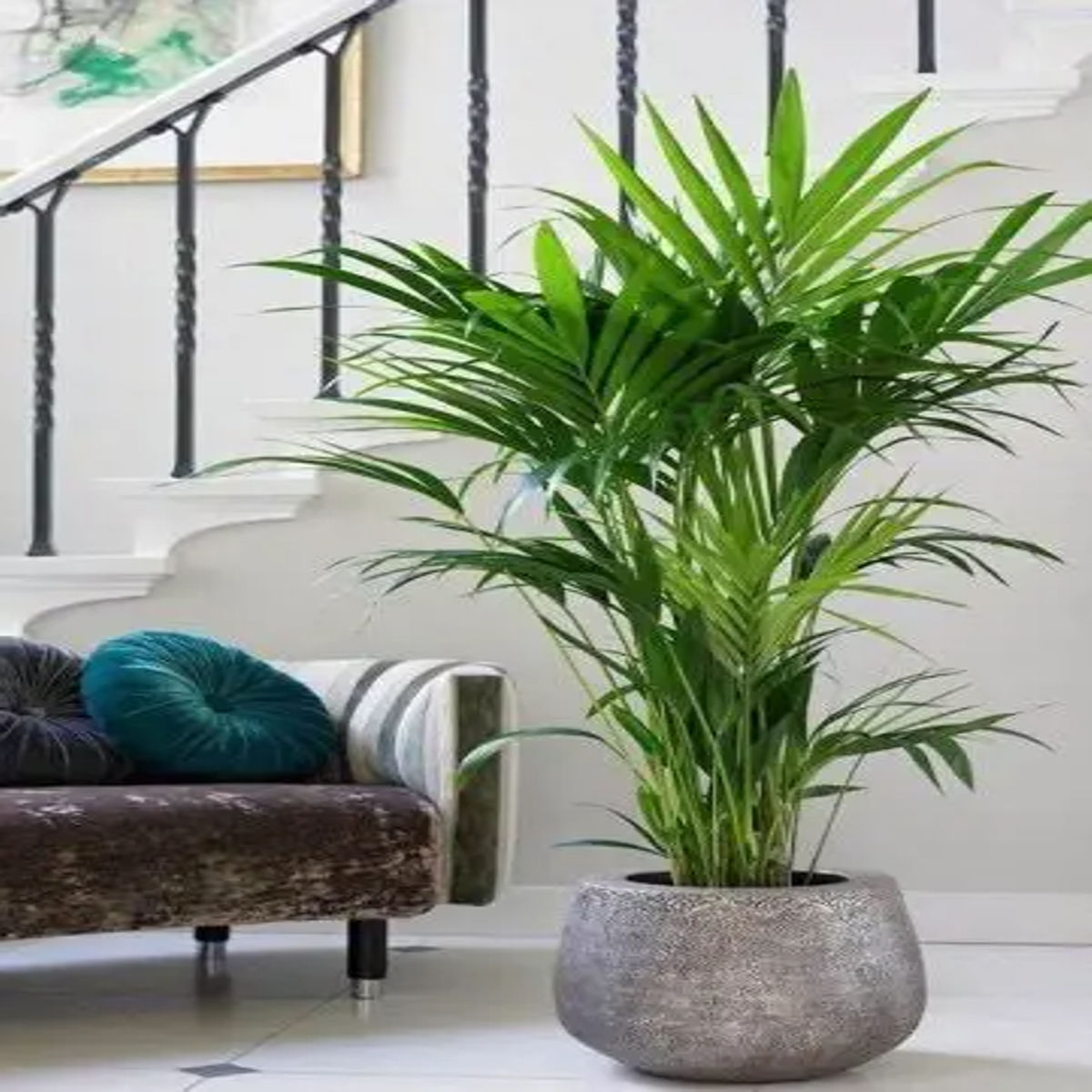 Palmier Dypsis Lutescens, Plantă de Interior, H 110–120 cm - imagine 4